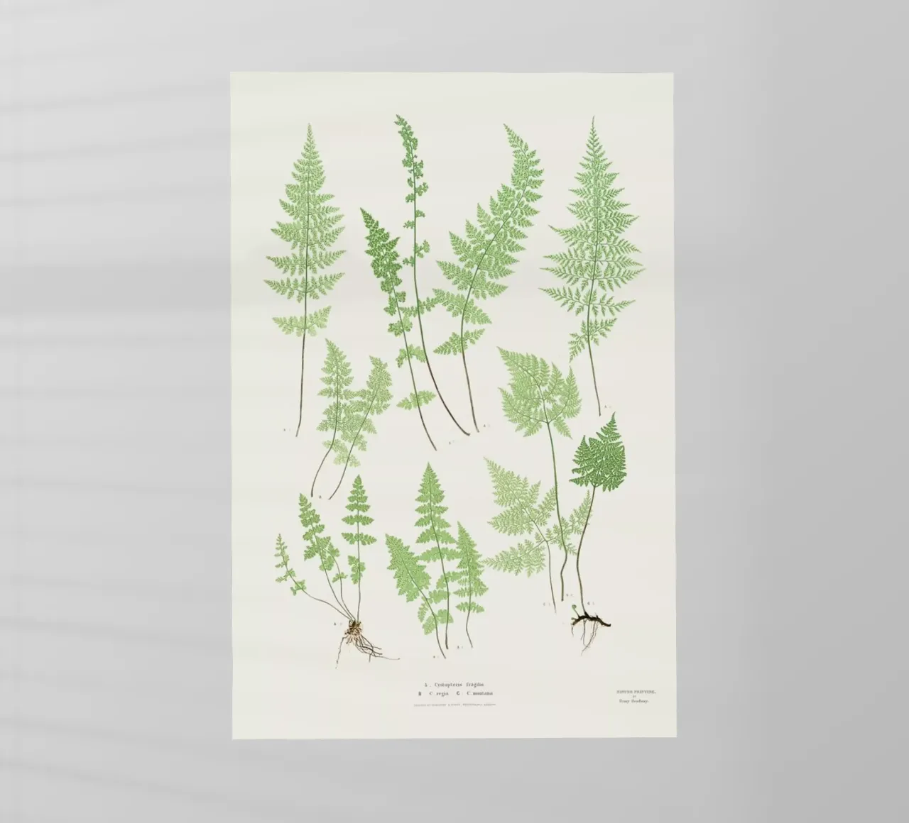 Ferns pellicola backlit da Astër