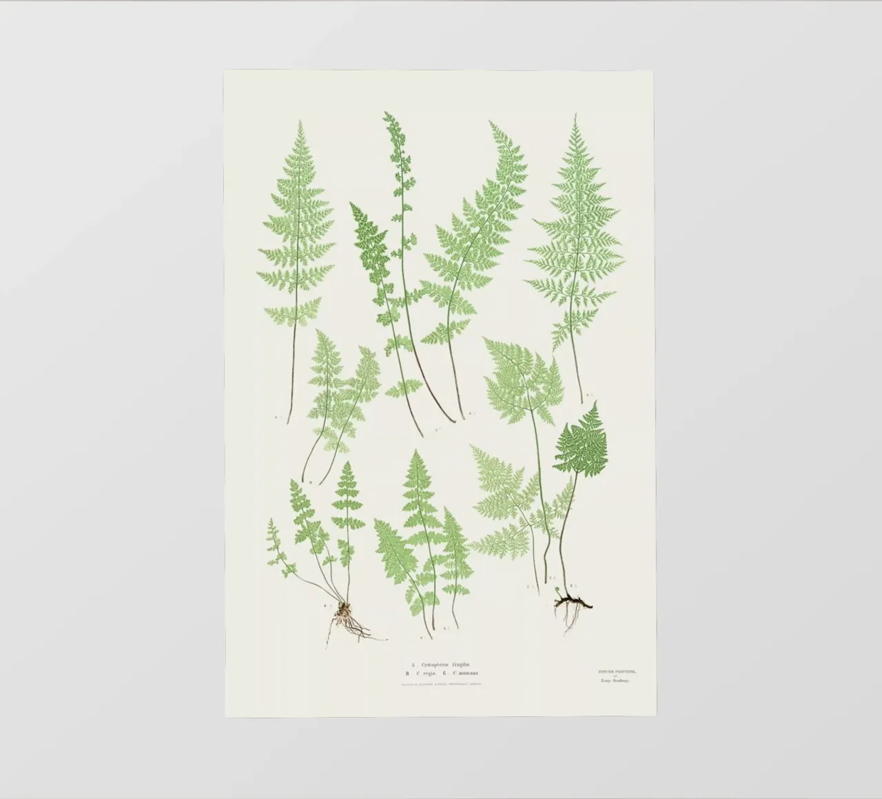 Ferns pellicola backlit da Astër