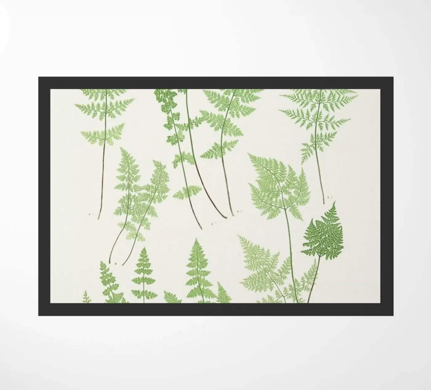 Ferns zerbino da Astër