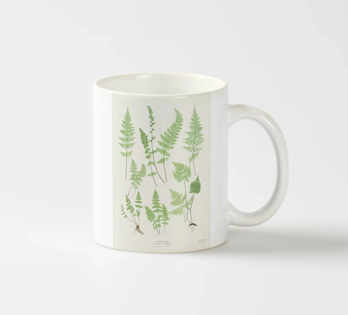Ferns ceramic mug by Astër