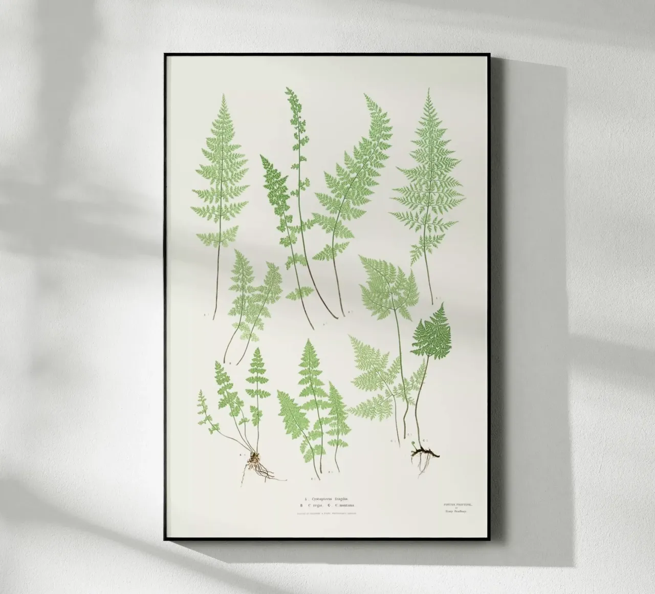 Ferns plexiglass da Astër