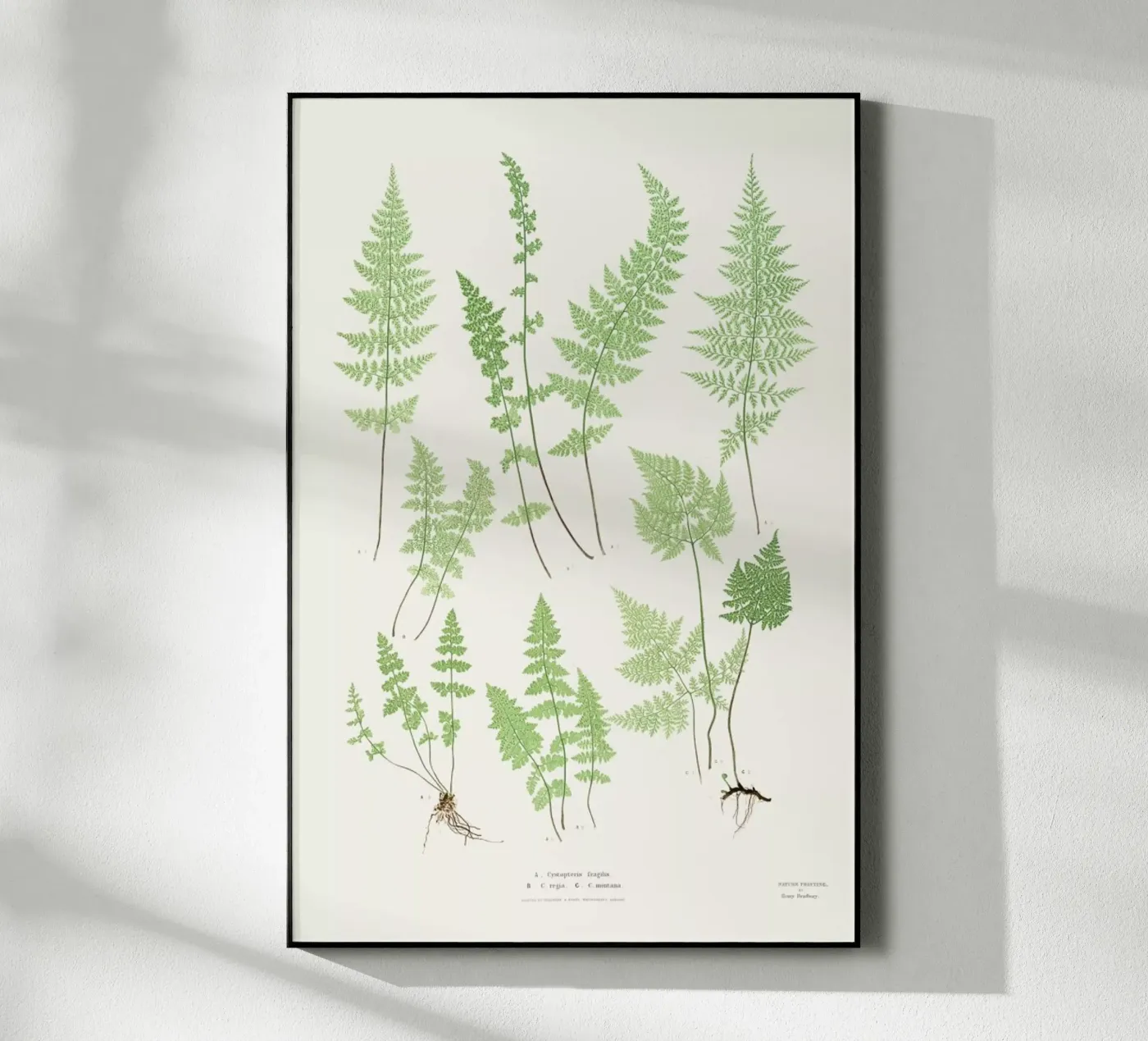 Ferns acryl van Astër