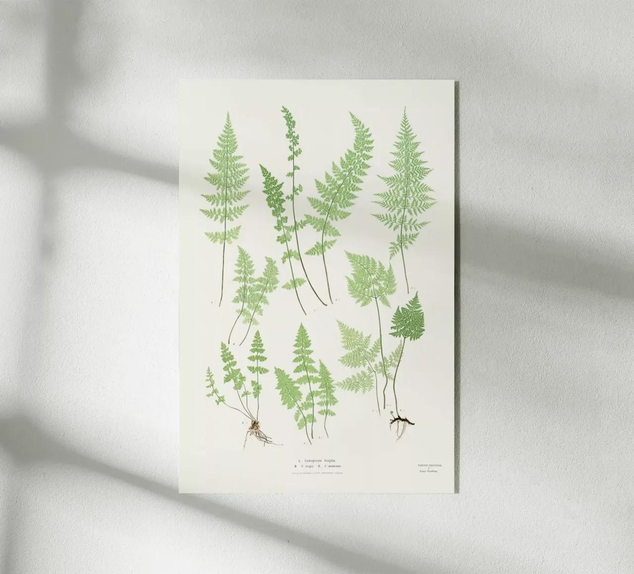 Ferns plexiglass da Astër