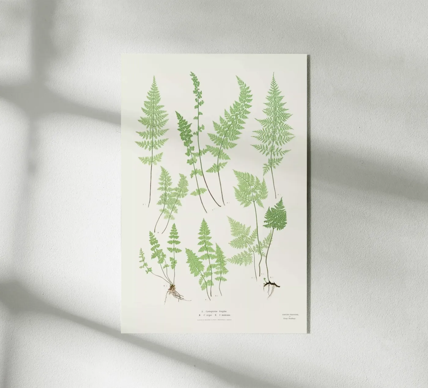 Ferns acryl van Astër