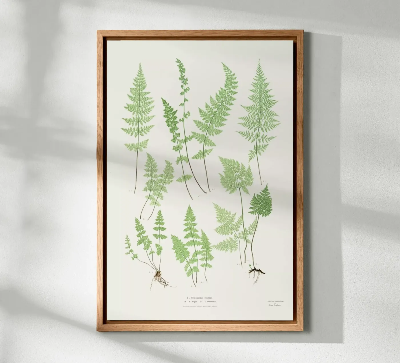 Ferns pannello forex da Astër