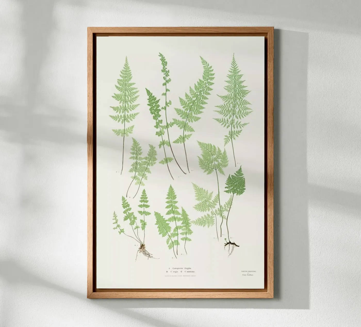 Ferns alluminio dibond da Astër