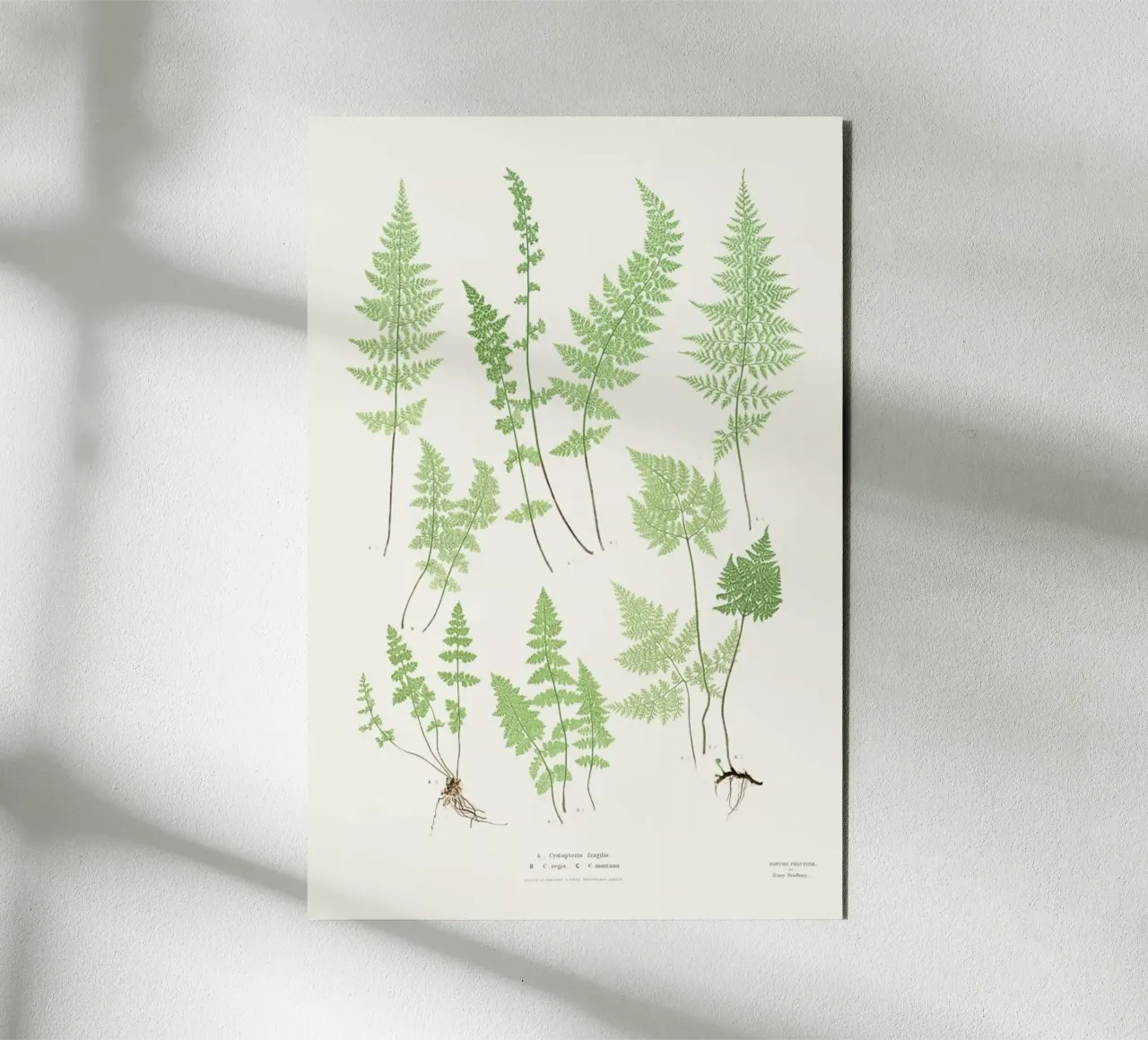 Ferns alluminio dibond da Astër