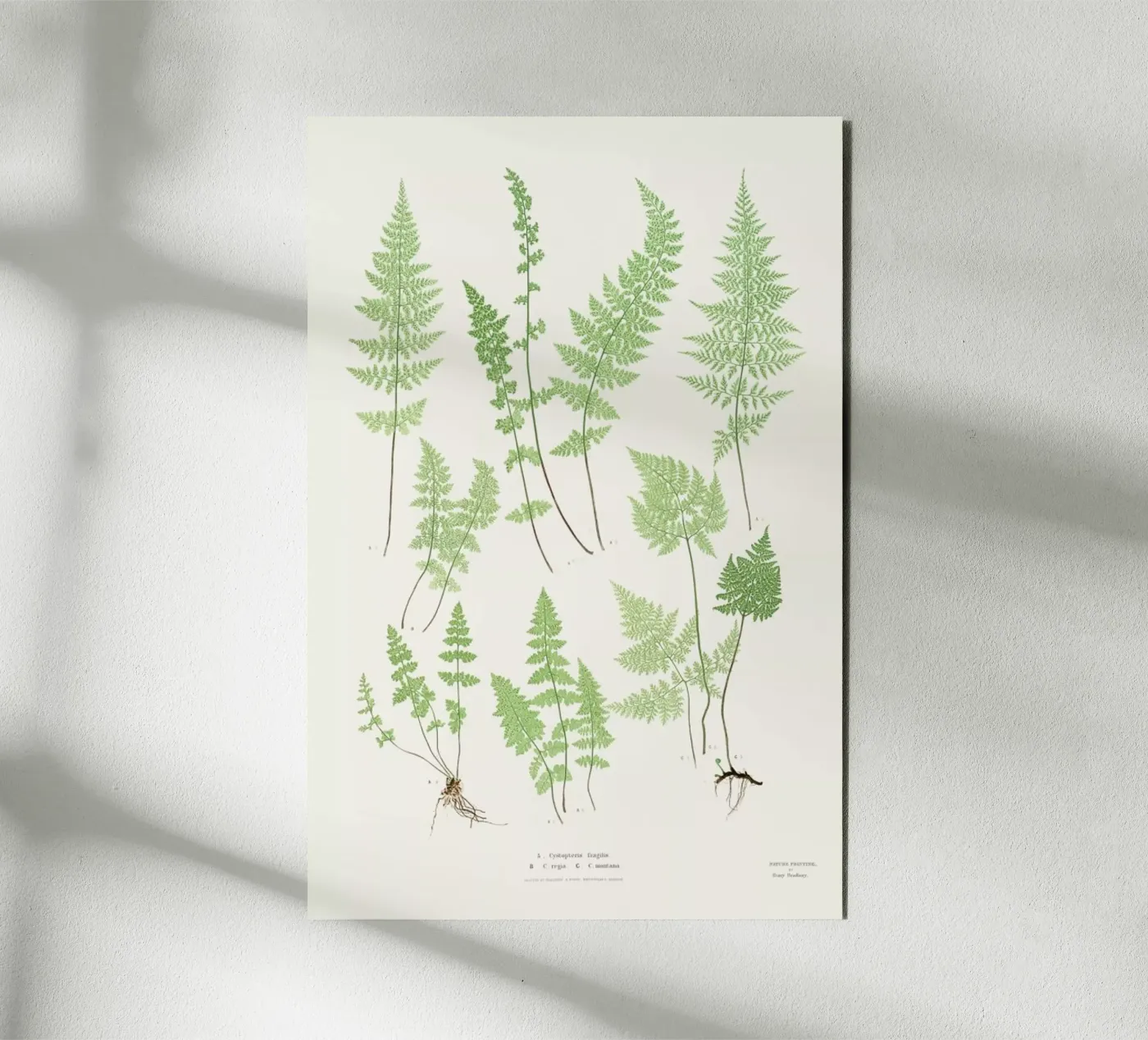 Ferns alluminio dibond da Astër