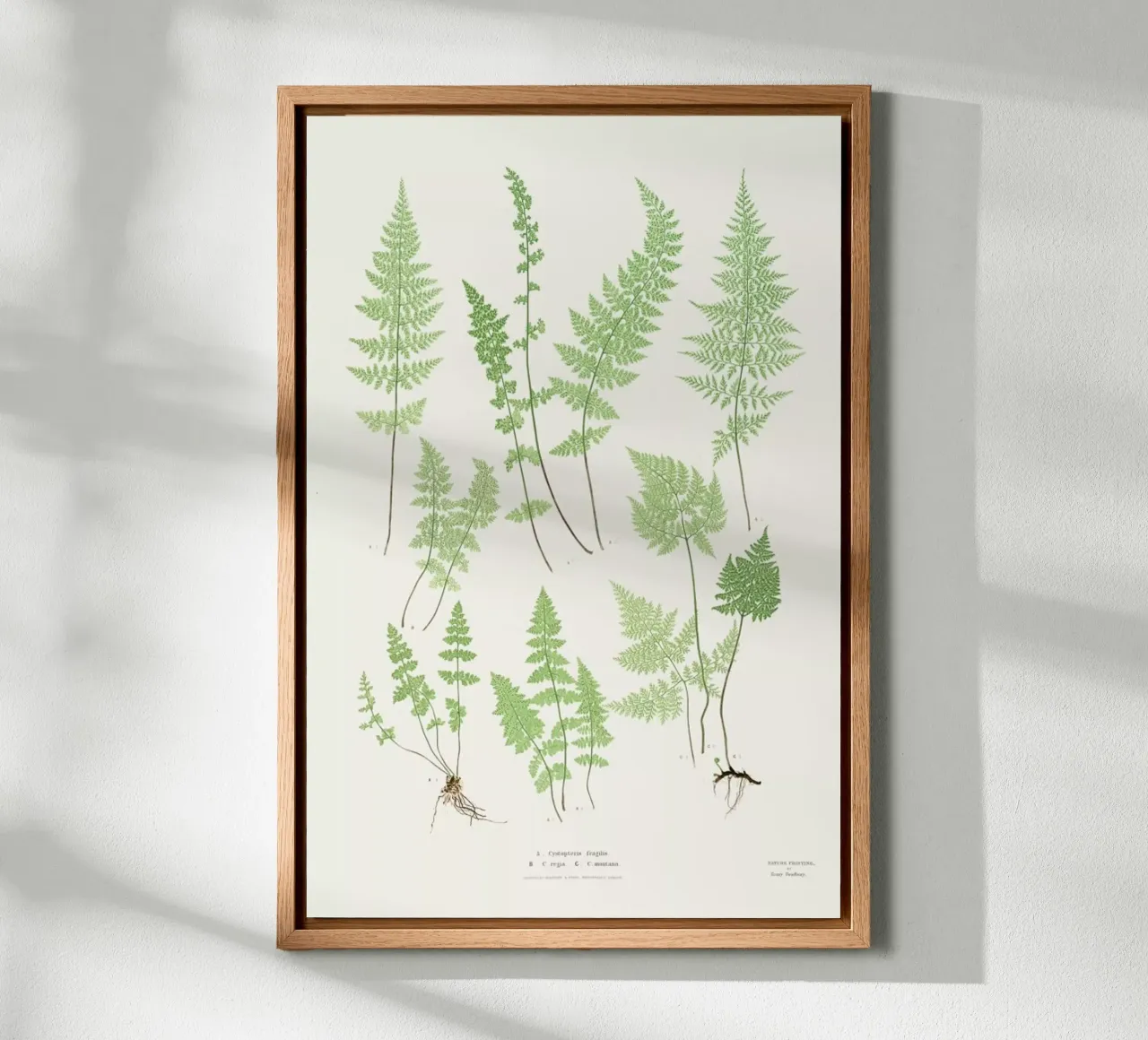 Ferns tela da Astër