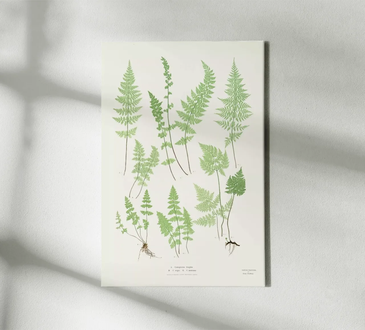 Ferns canvas by Astër