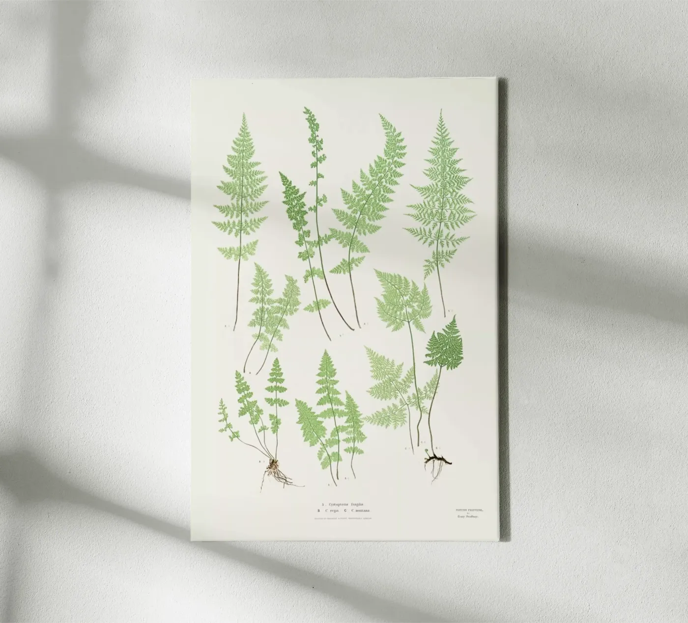 Ferns tela da Astër