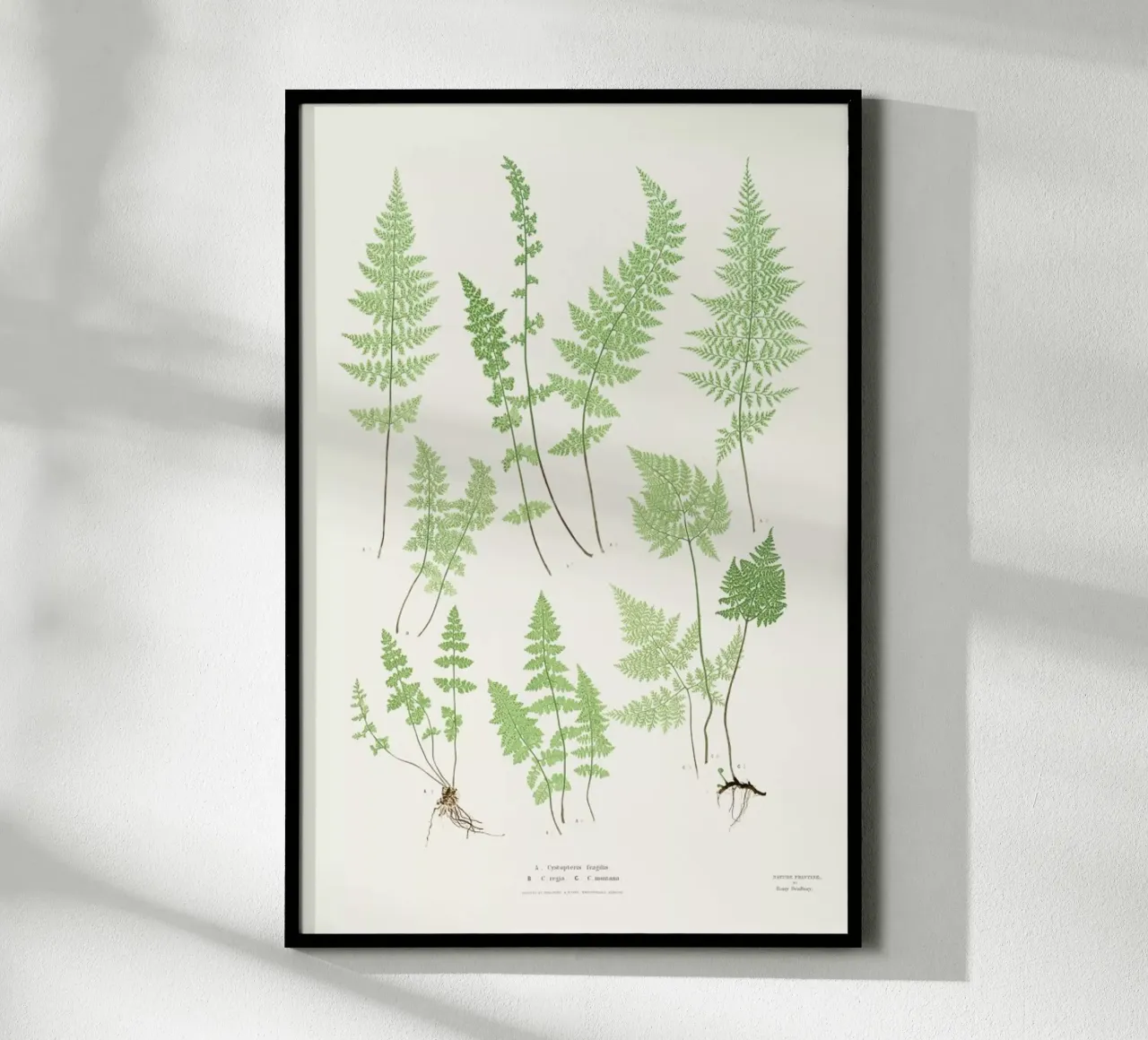 Ferns poster by Astër