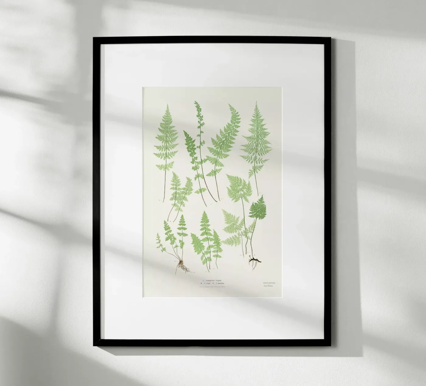 Ferns poster da Astër