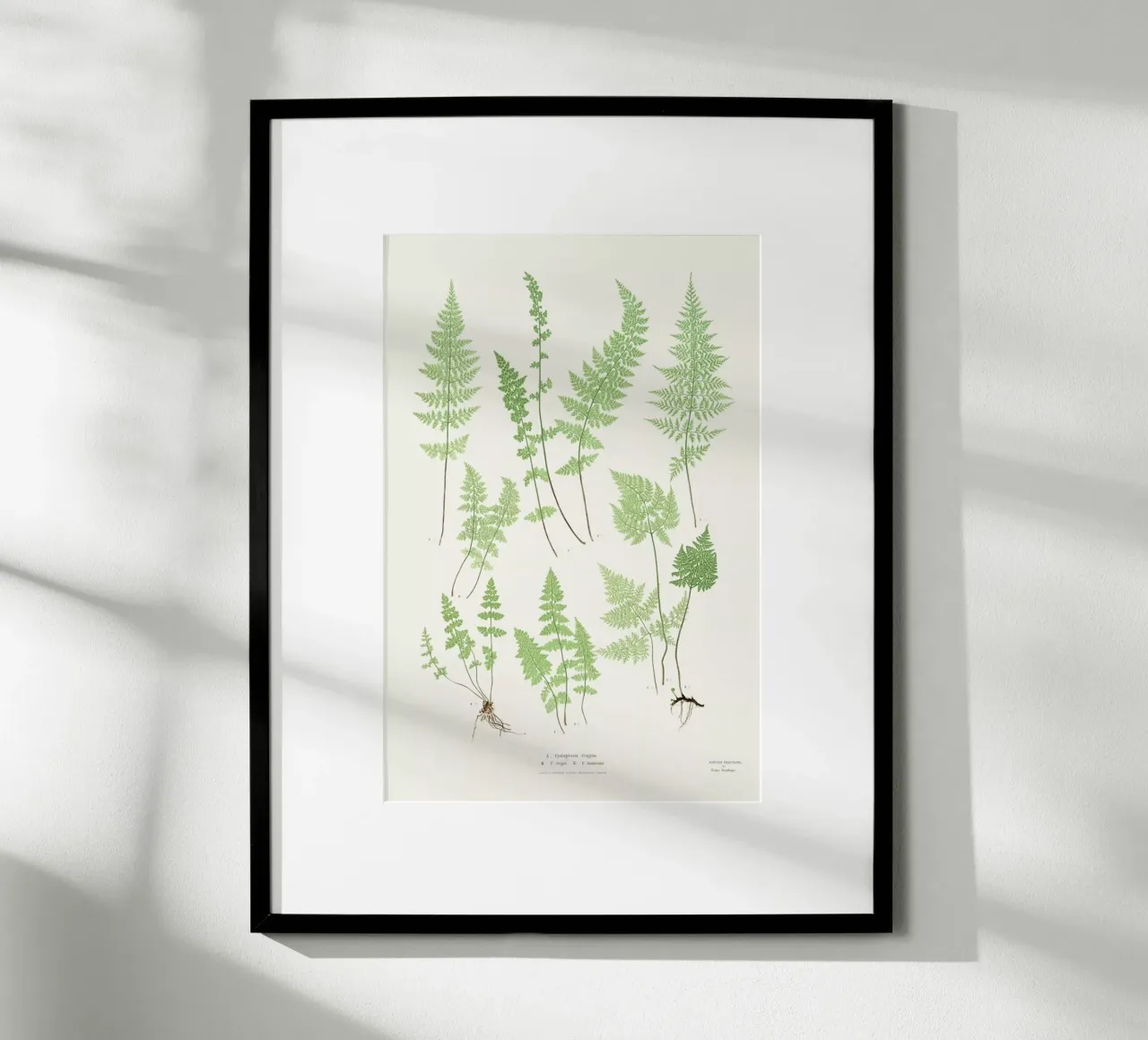 Ferns poster by Astër