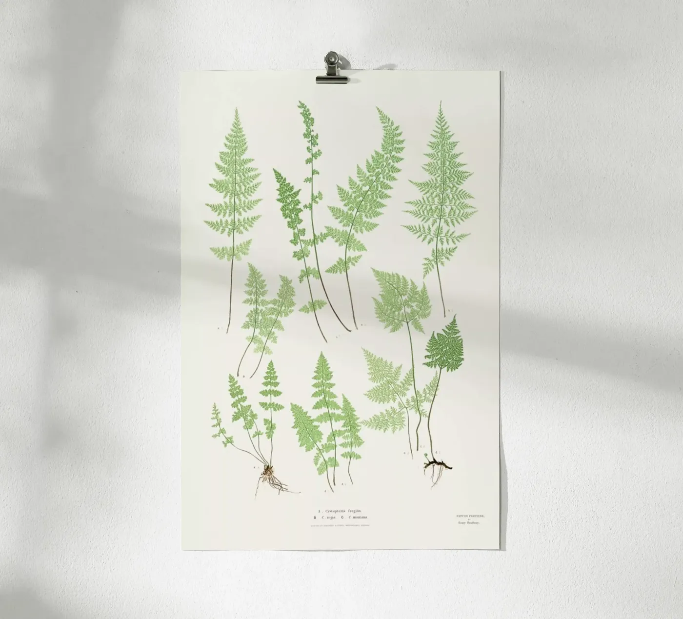 Ferns poster by Astër