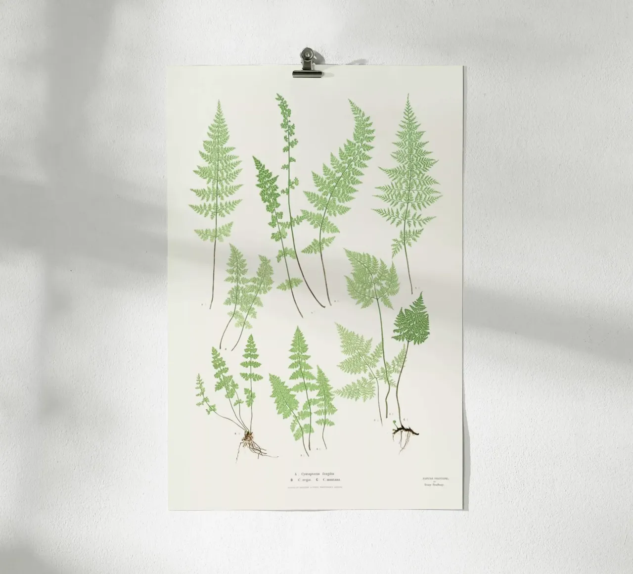 Ferns poster by Astër