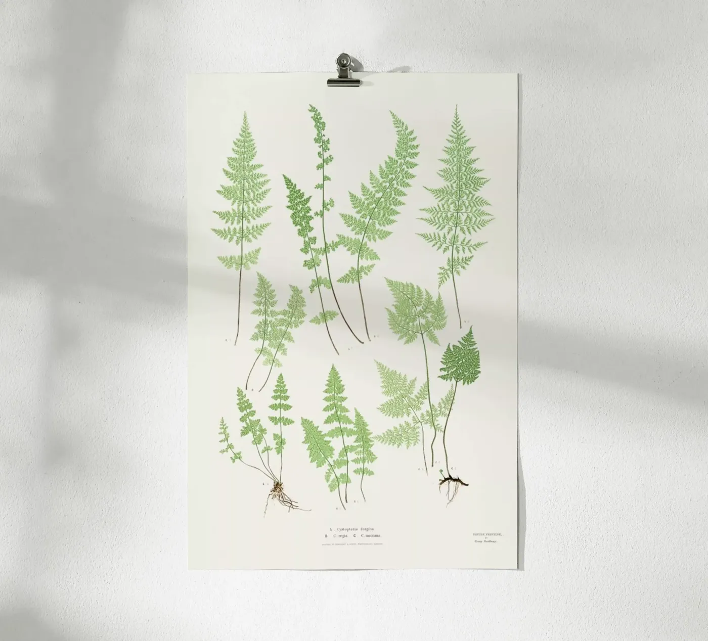 Ferns poster da Astër