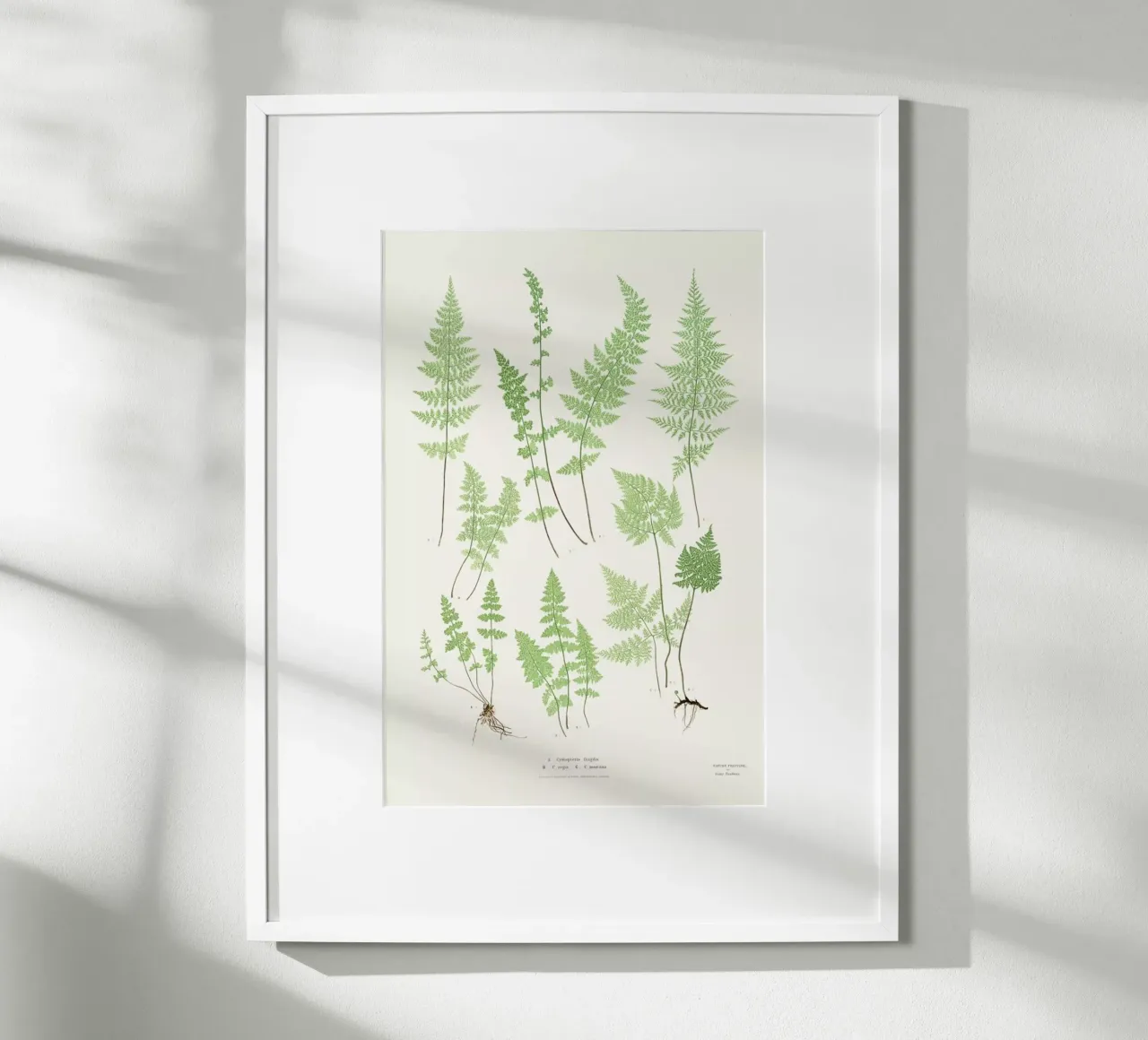 Ferns poster by Astër