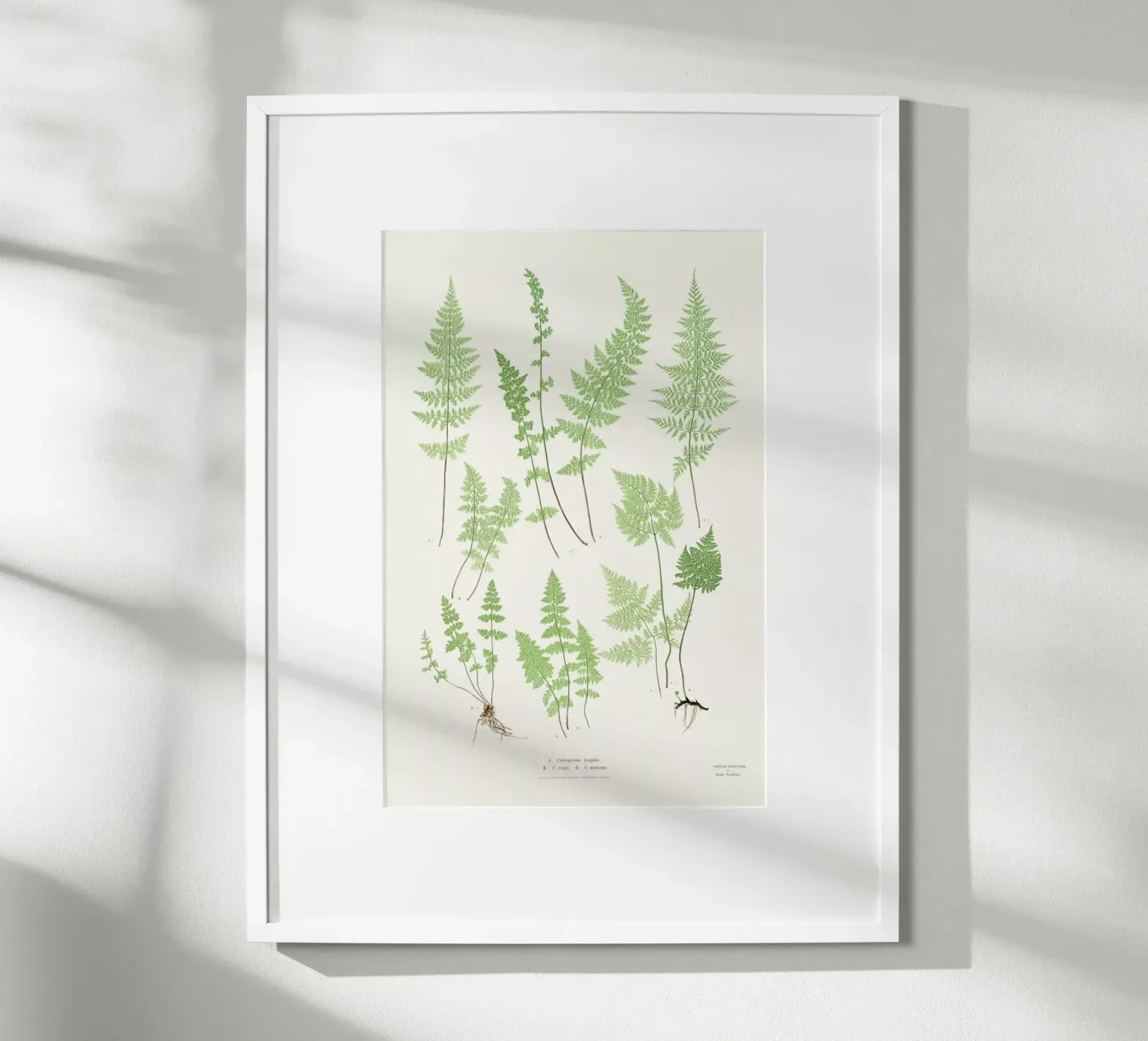 Ferns poster by Astër