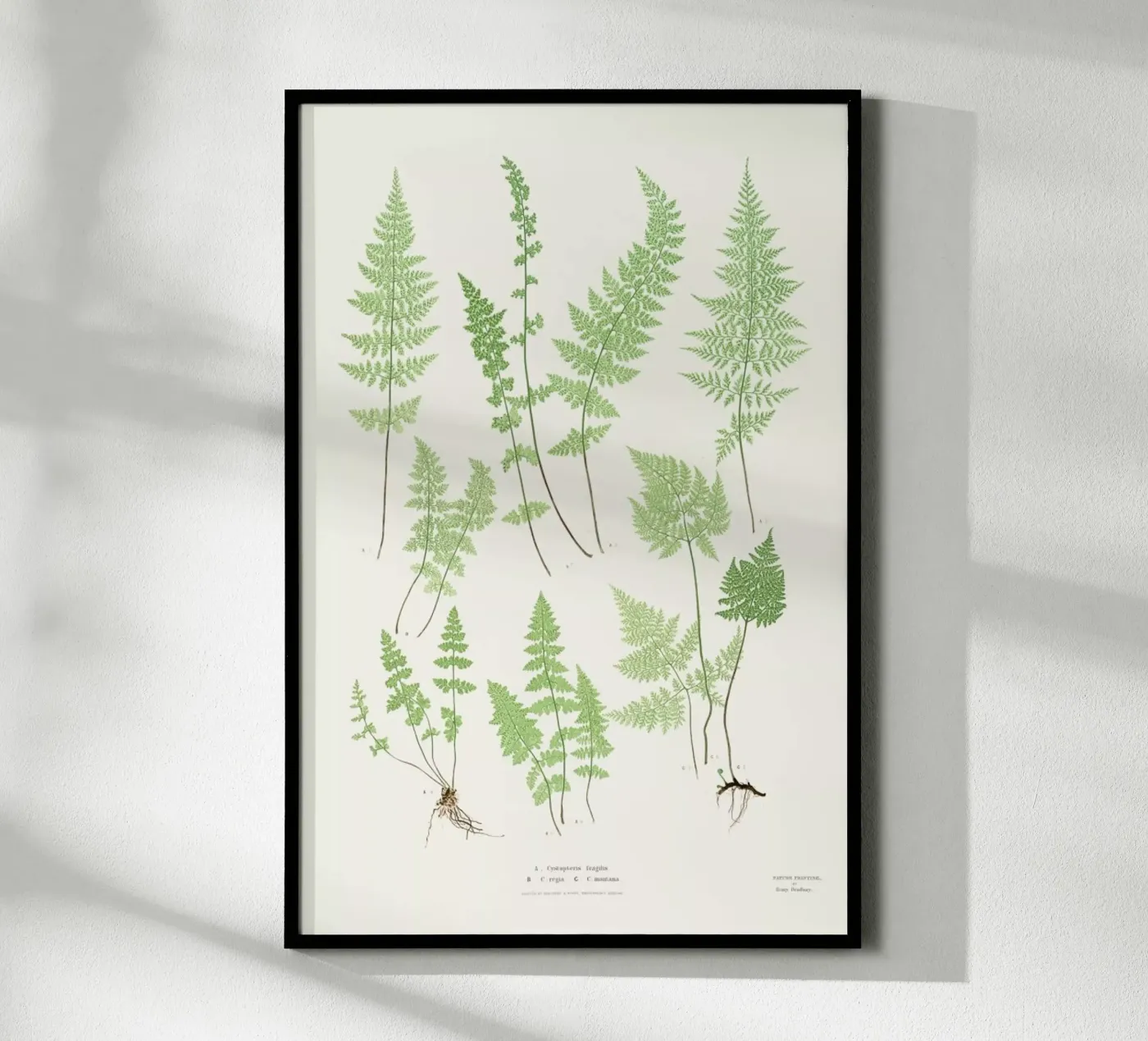 Ferns poster by Astër