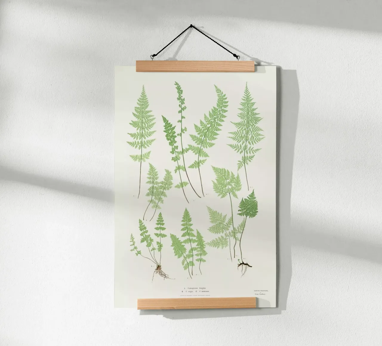 Ferns poster by Astër