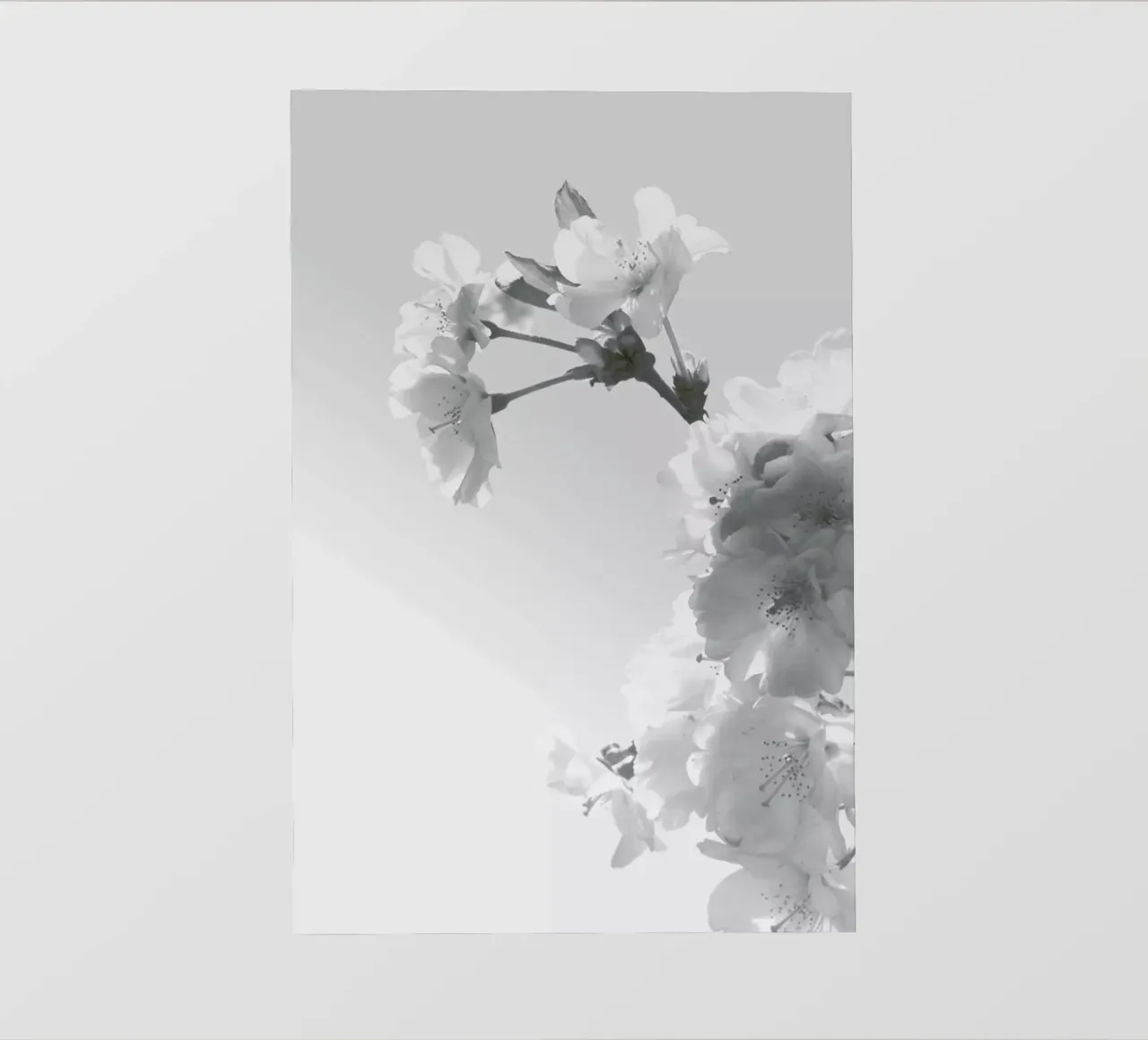 Spring Blossom pellicola backlit da XOXO Arte