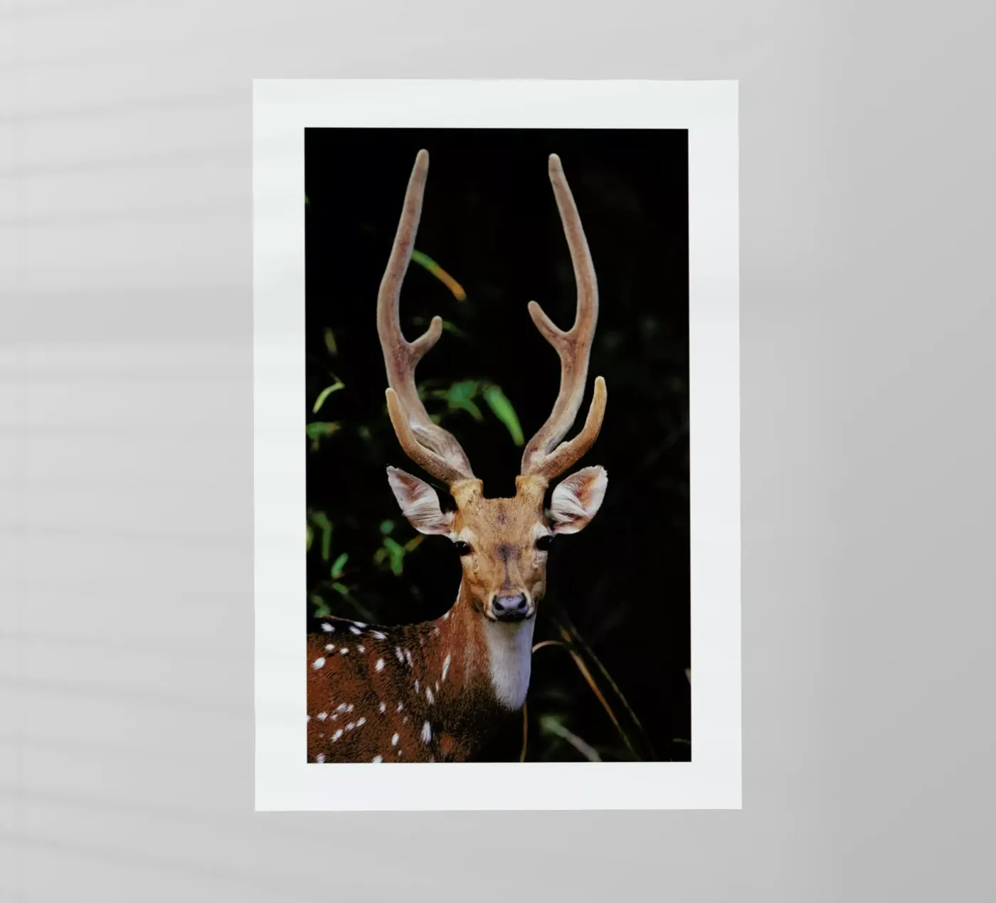 Forest Deer pellicola backlit da Natural Kingdom