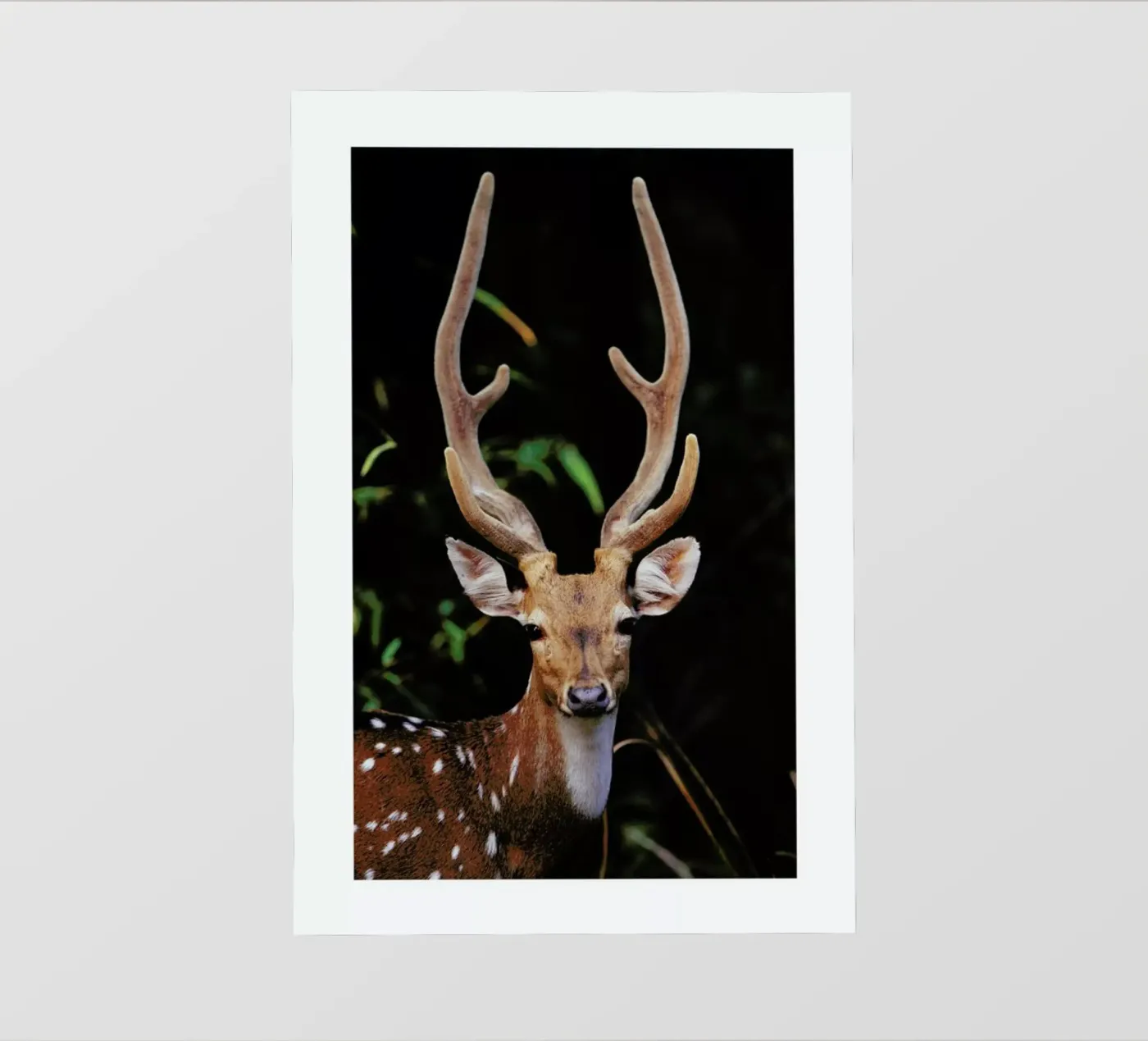 Forest Deer pellicola backlit da Natural Kingdom