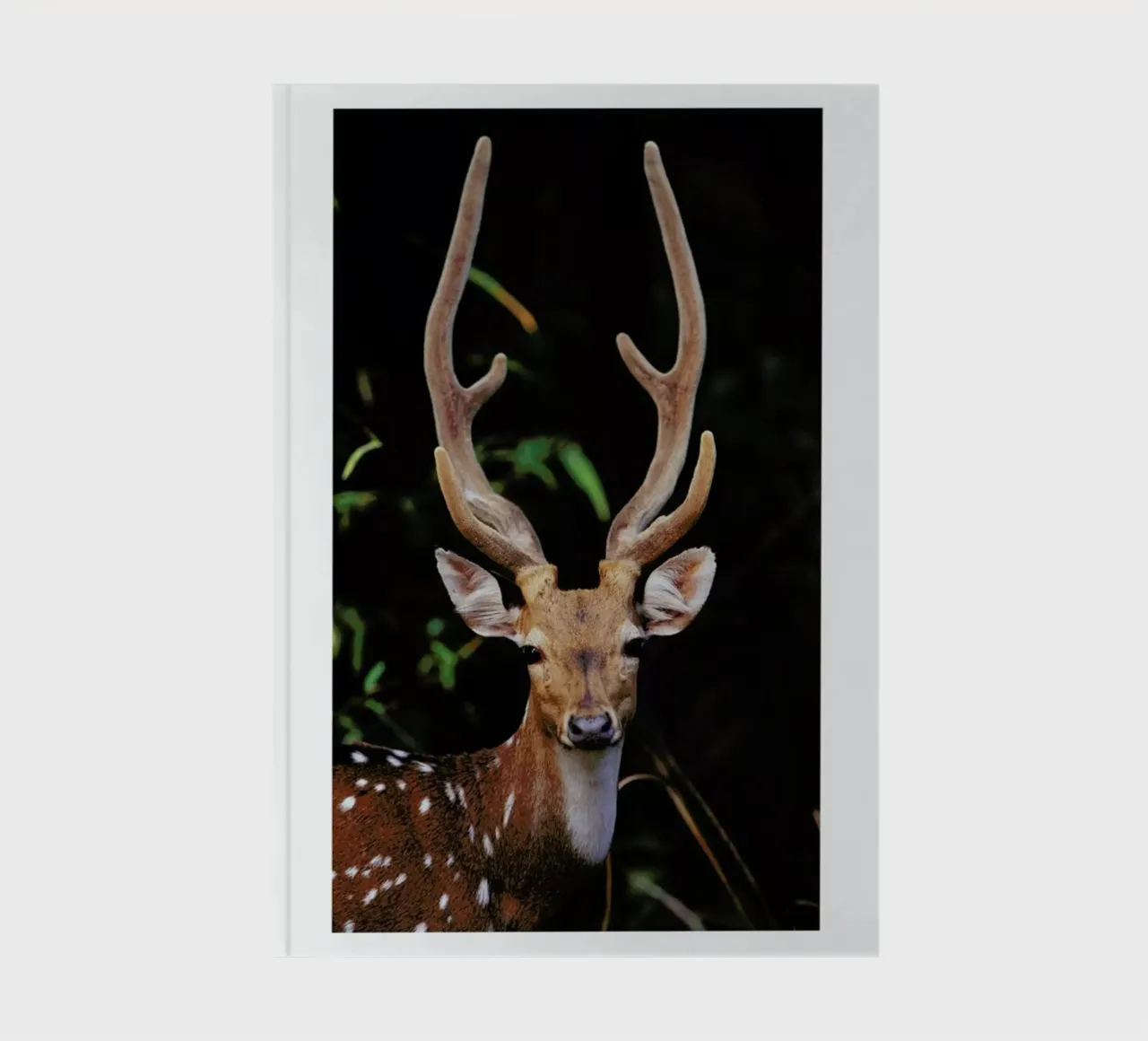Forest Deer carnet de notes de Natural Kingdom
