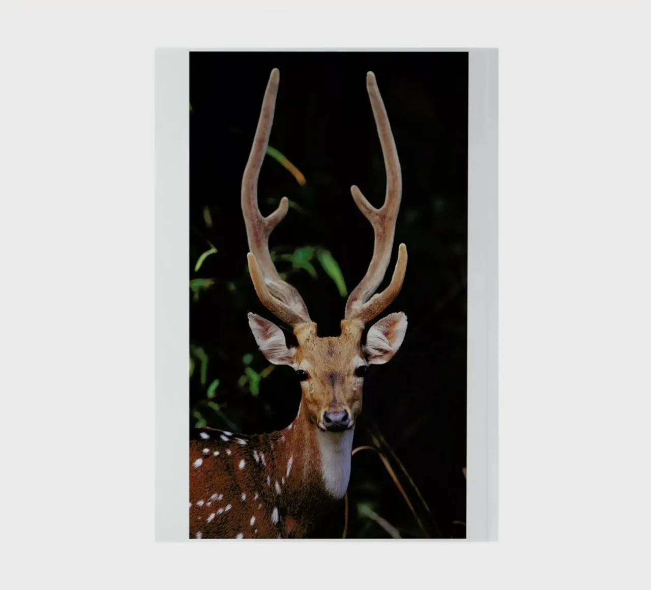 Forest Deer carnet de notes de Natural Kingdom