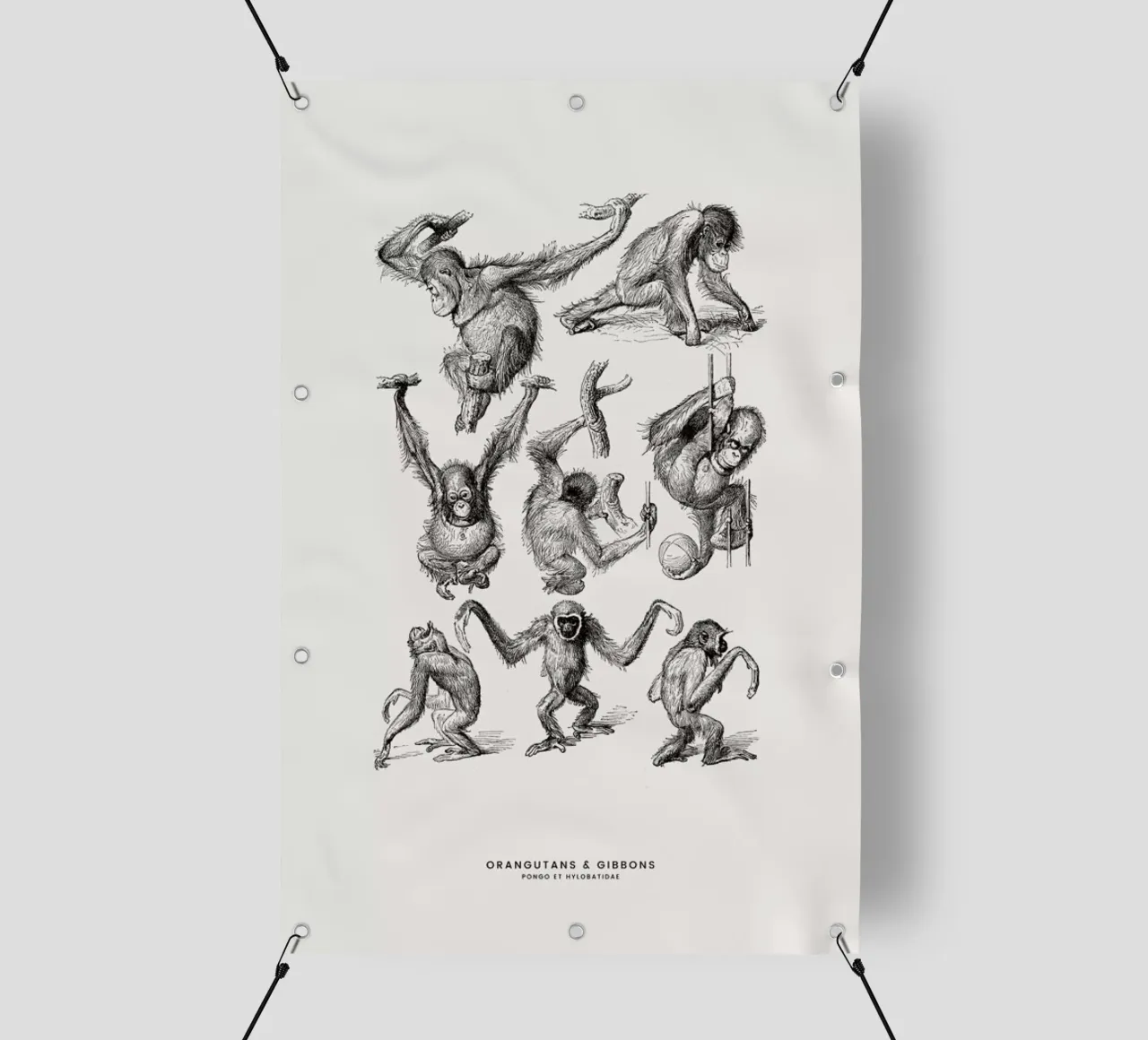 Orangutans and Gibbons telo in pvc da Flora & Fauna