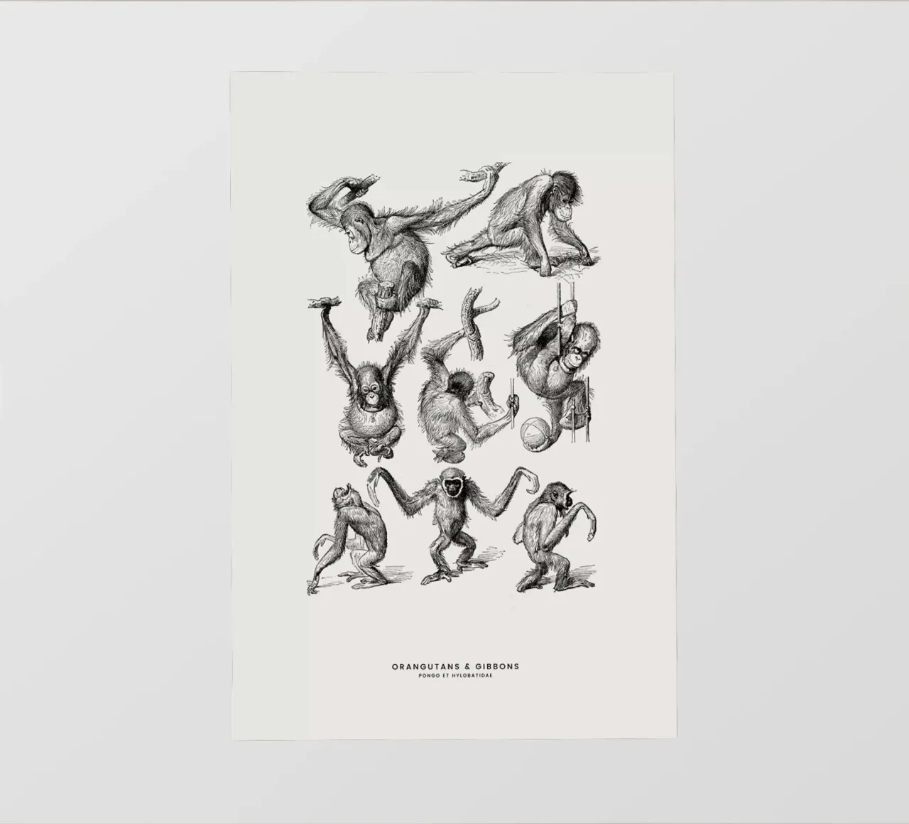 Orangutans and Gibbons telo in pvc da Flora & Fauna