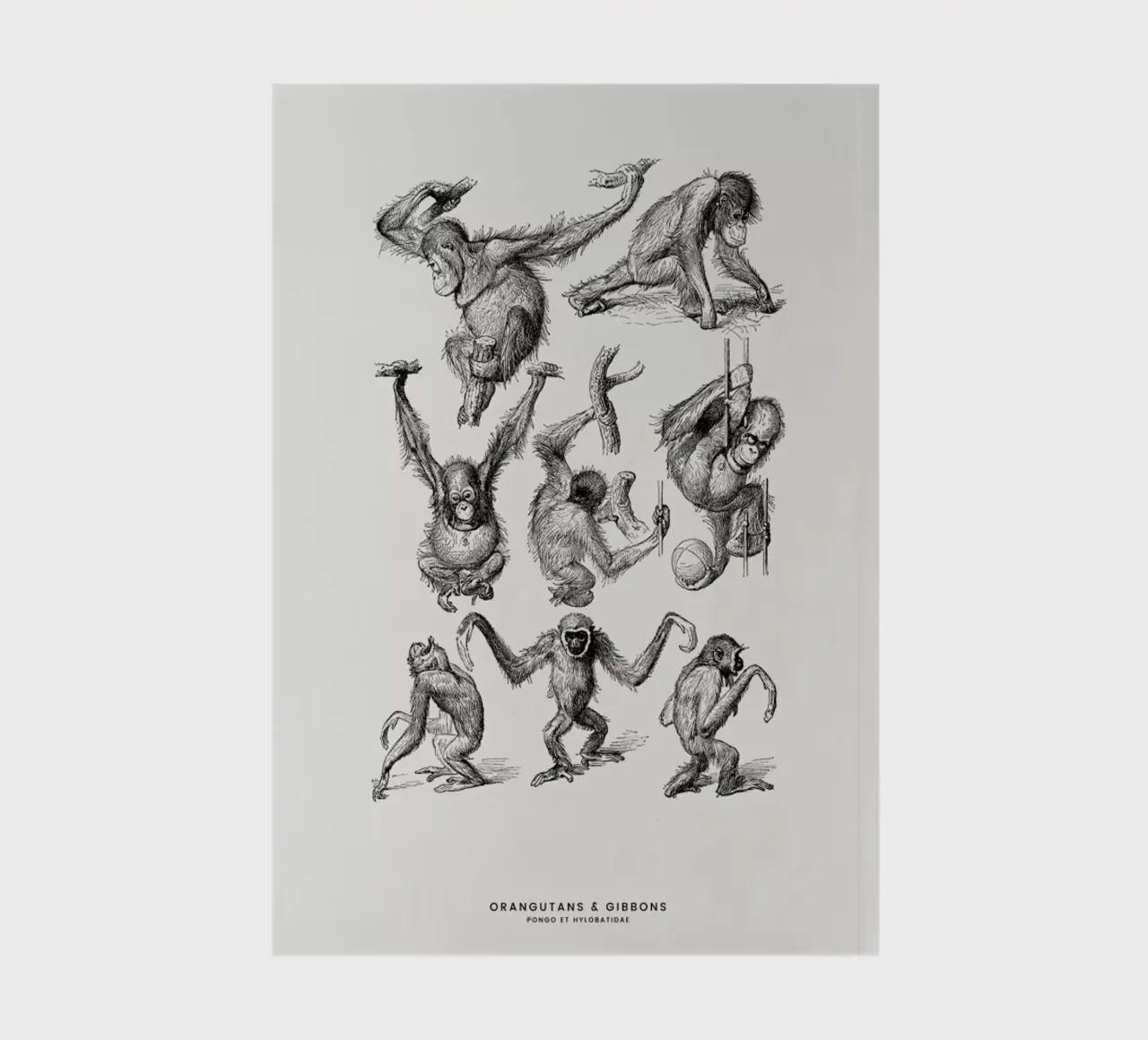 Orangutans and Gibbons notebook by Flora & Fauna