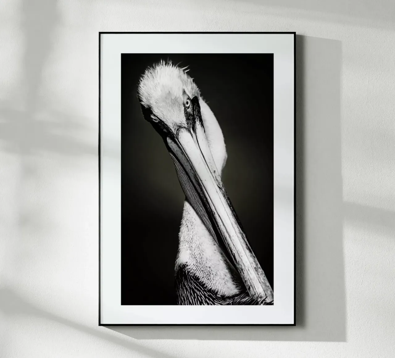 Pelican plexiglass da Natural Kingdom