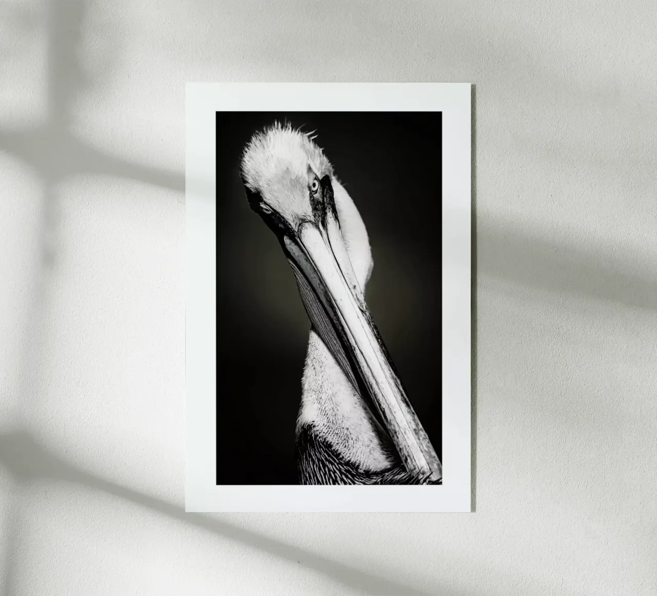 Pelican plexiglass da Natural Kingdom