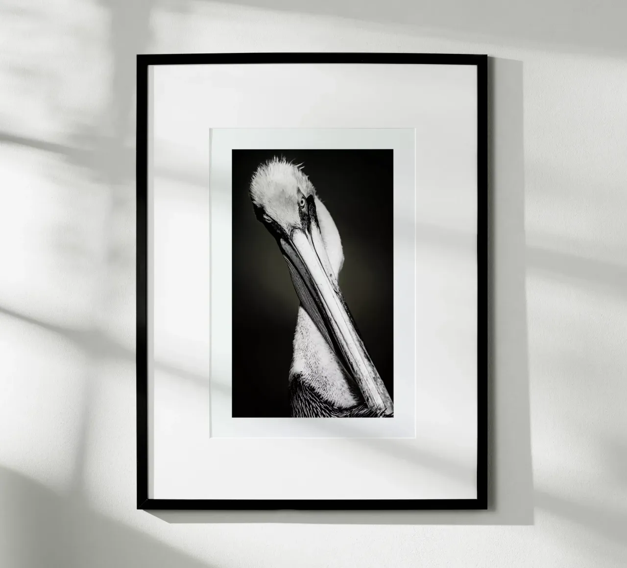 Pelican poster da Natural Kingdom