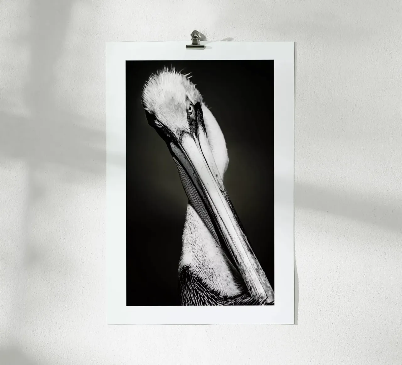 Pelican poster da Natural Kingdom