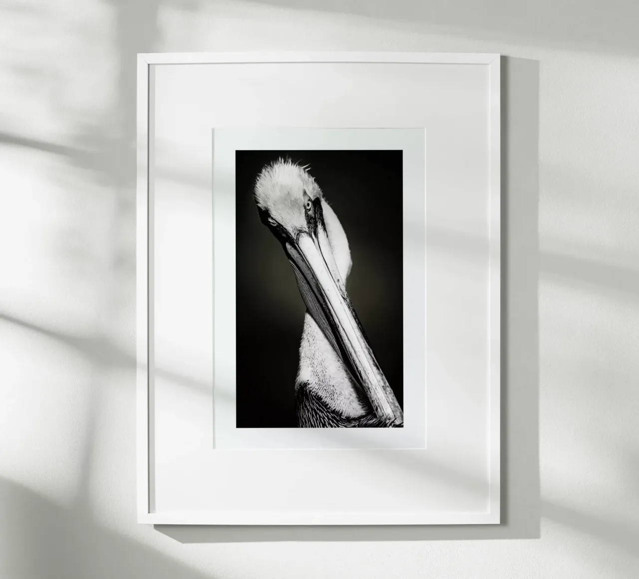 Pelican poster da Natural Kingdom