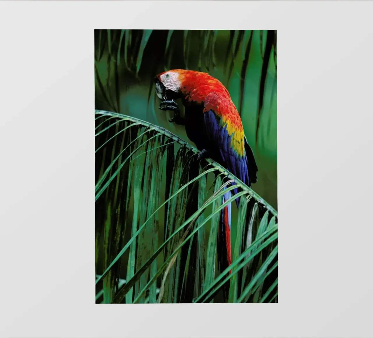 In the Jungle telo in pvc da Natural Kingdom