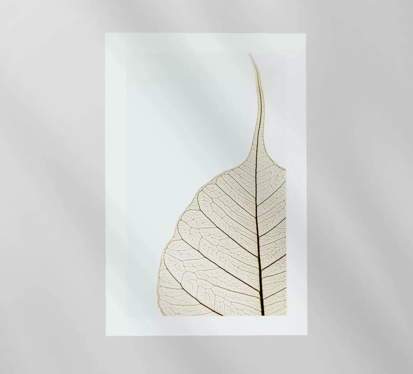 Translucent Leaf film rétro-éclairé de Flora & Fauna