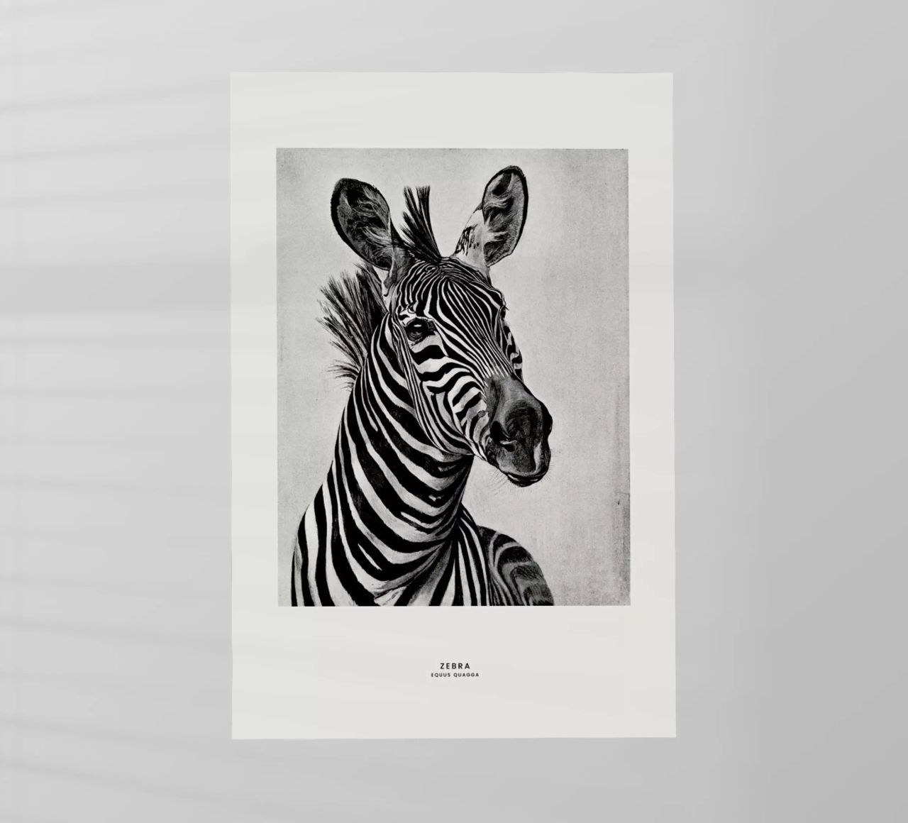 Zebra Portrait pellicola backlit da Flora & Fauna