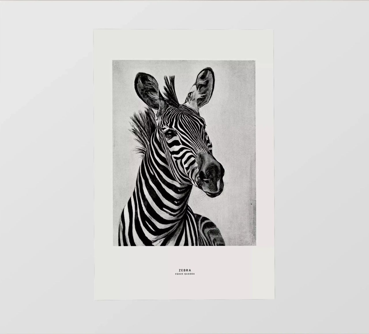 Zebra Portrait pellicola backlit da Flora & Fauna