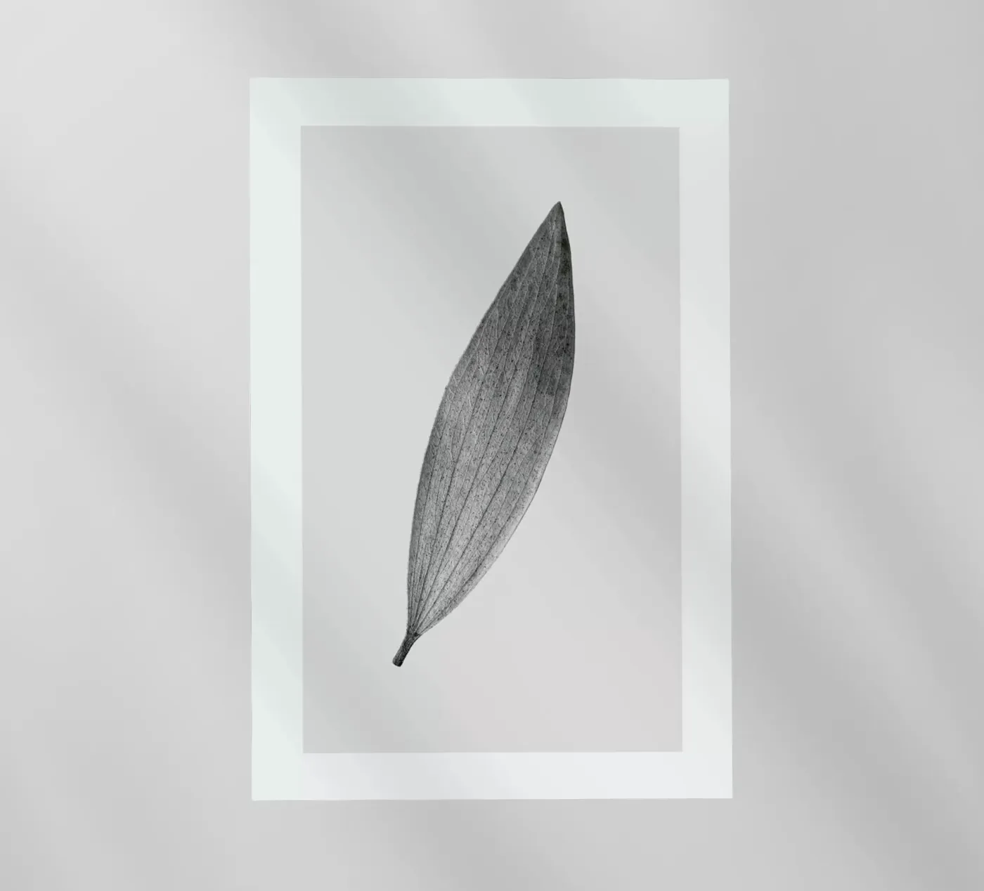Eucalyptus Leaf pellicola backlit da Flora & Fauna