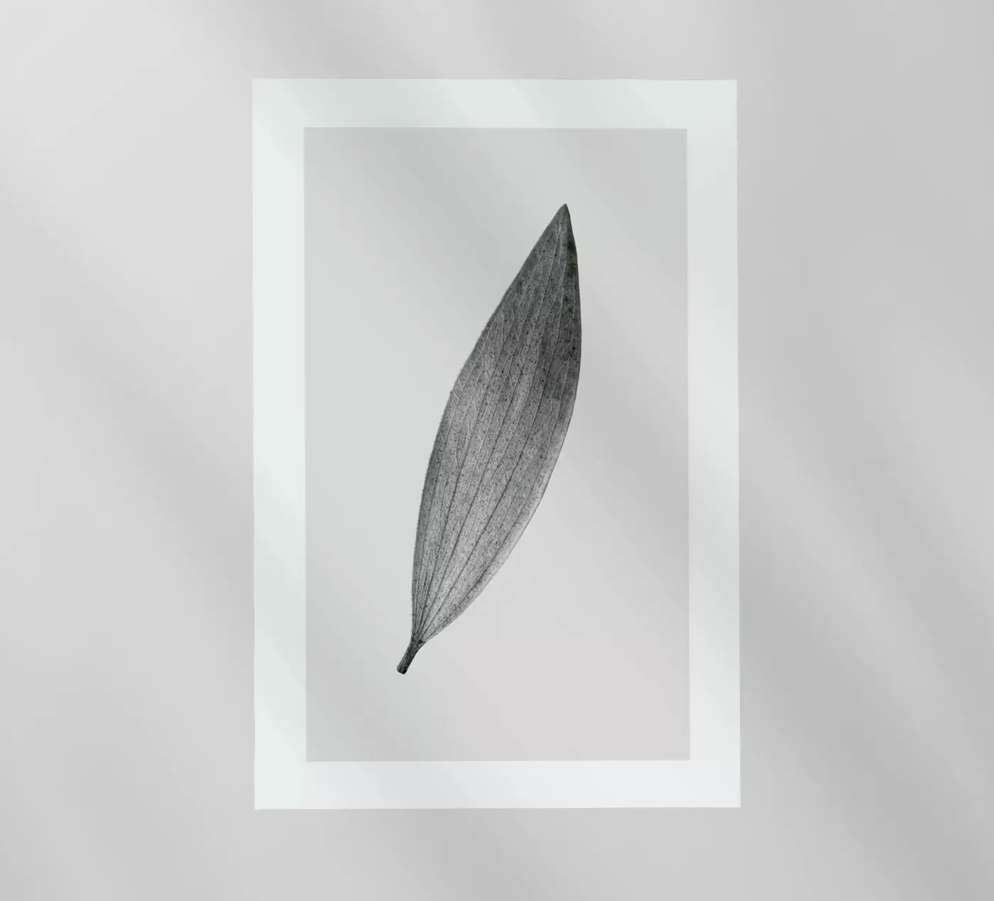 Eucalyptus Leaf pellicola backlit da Flora & Fauna