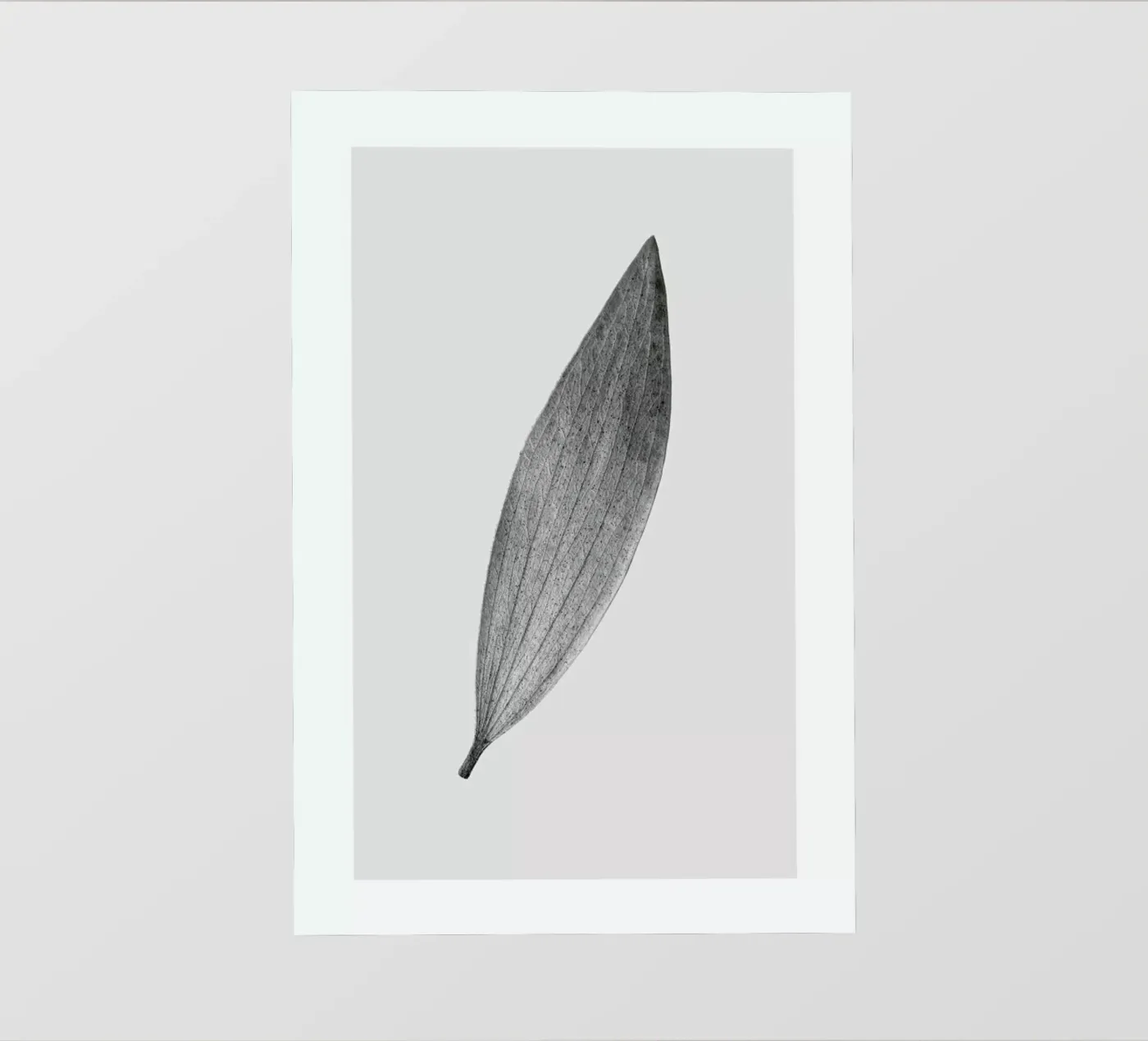 Eucalyptus Leaf pellicola backlit da Flora & Fauna