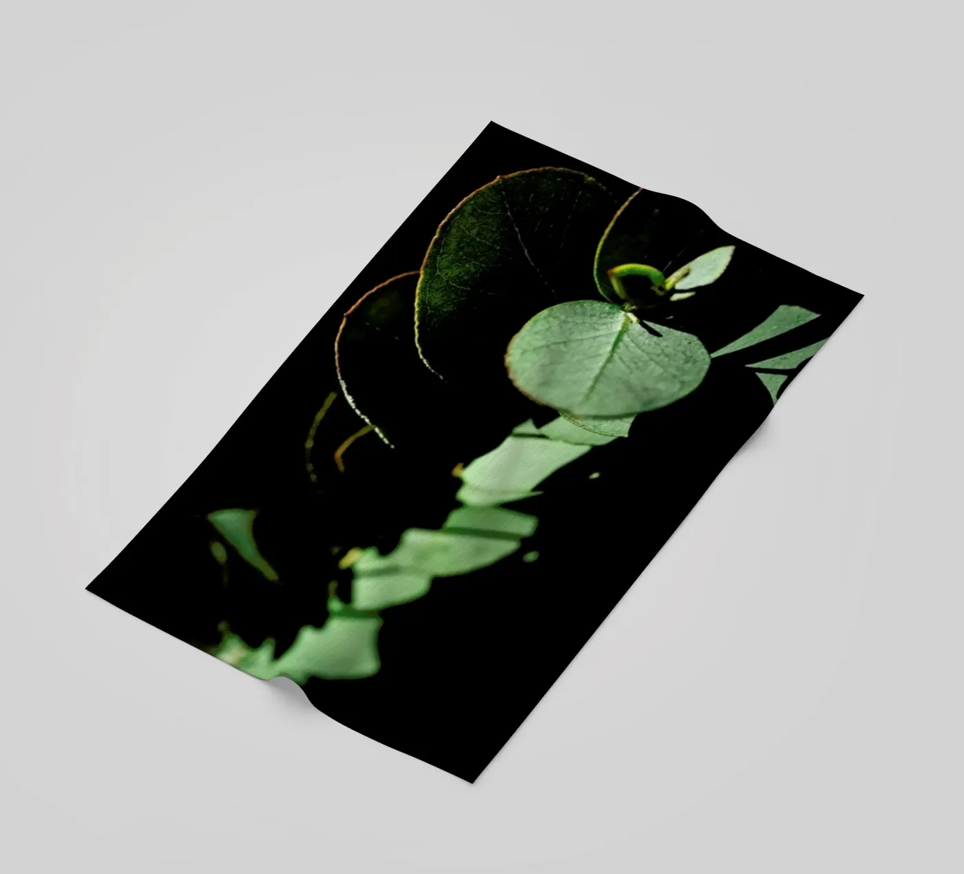 Nina's Eucalyptus telo mare da Babett Schultze