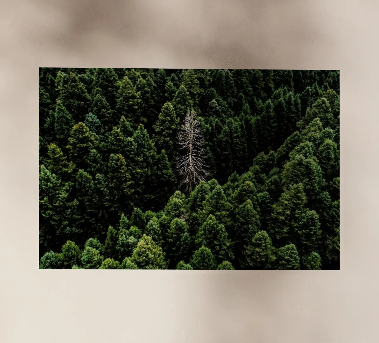 Alone pellicola backlit da ROBERTO H