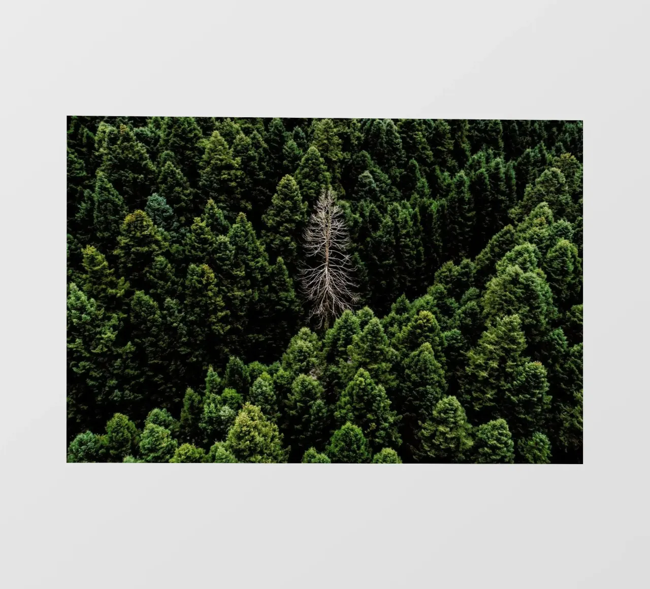 Alone pellicola backlit da ROBERTO H