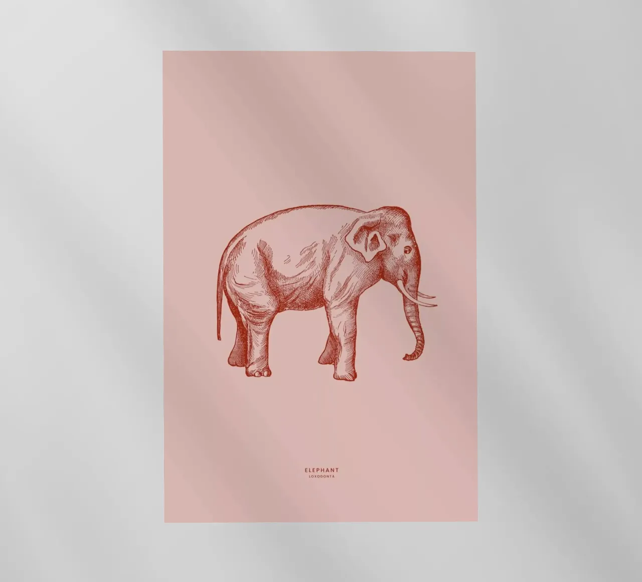 Elephant Pink pellicola backlit da Flora & Fauna