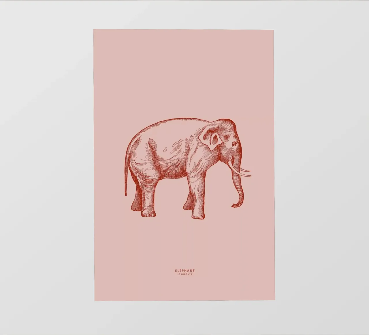 Elephant Pink pellicola backlit da Flora & Fauna